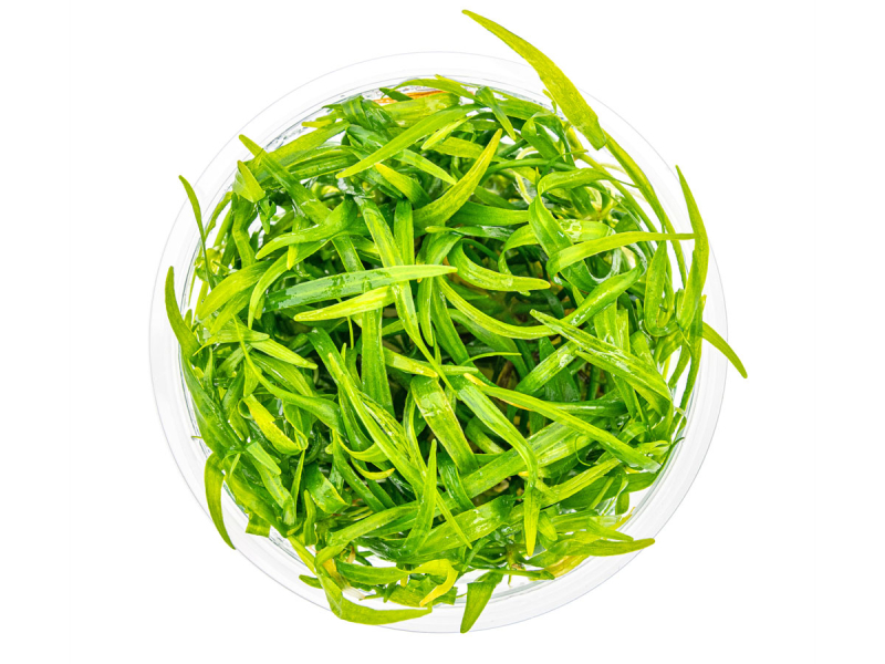 Zwergschwertpflanze - Helanthium tenellum ´Broad leaf´ in vitro